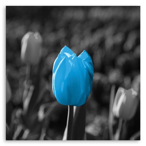 Obraz na plátně Tulipánové květiny Modrá šedá