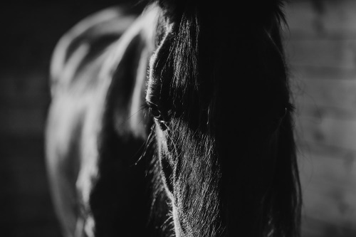 Fototapeta majestátny čiernobiely kôň