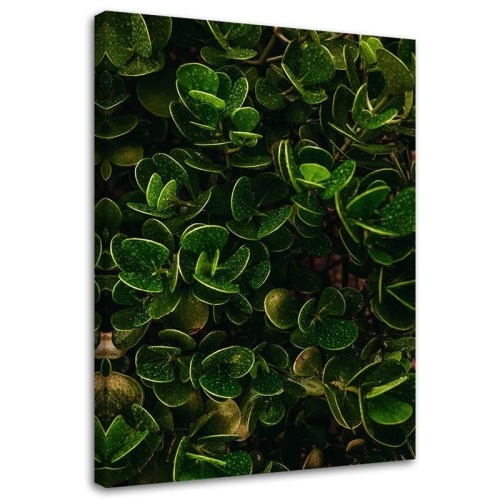 Obraz na plátně, Exotické zelené listy