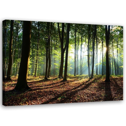 Obraz na plátně Pohled na zelený les Příroda