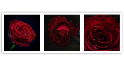 Obraz na plátně Sada červených růží