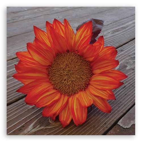 Obraz na plátně, Oranžová slunečnice