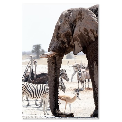 Obraz na plátně, Slon Afrika Zvířata Příroda