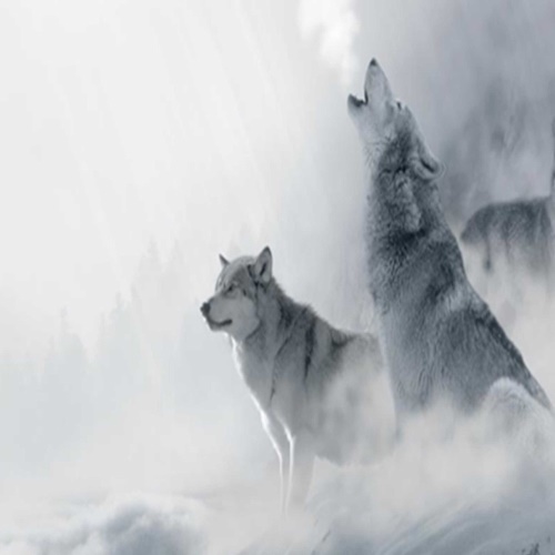 Ozdobný paraván vlci zvířata lesní mlha