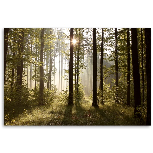Obraz na plátně, Ráno v lese