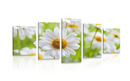 5-dielny obraz jarná lúka plná kvetov
