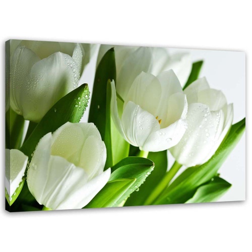 Obraz na plátně Bílé tulipány Květina