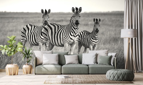 Samolepiaca fototapeta tri čiernobiele zebry v savane
