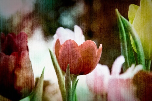 Samolepiaca tapeta lúka tulipánov v retro štýle