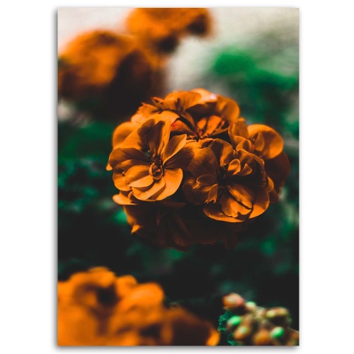 Obraz na plátně Oranžové květy