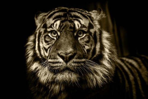 Obraz tiger v sépiovom prevedení