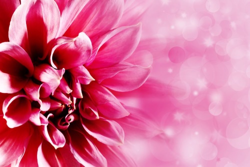 Obraz ružový kvet