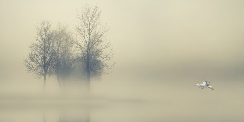 Obraz stromy v hmle