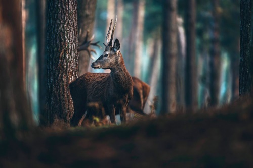 Fototapeta jeleň v borovicovom lese