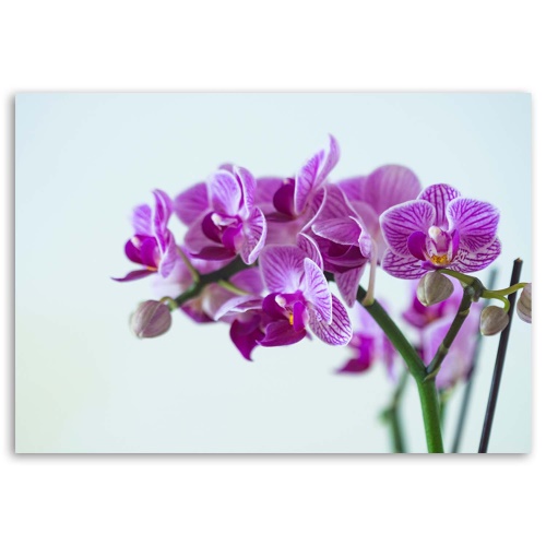 Obraz na plátně Růžové orchideje