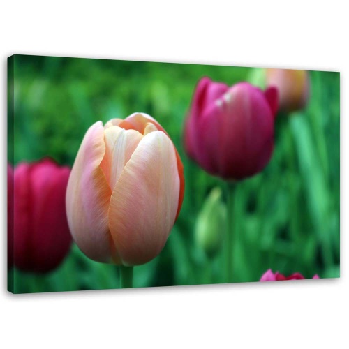 Obraz na plátně Tulipán Růžové květiny