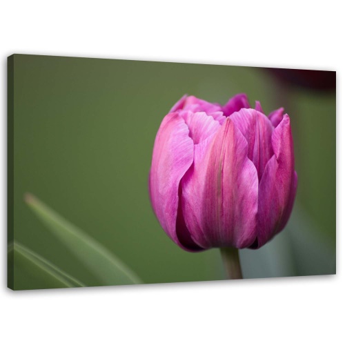 Obraz na plátně Fialový květ tulipánu