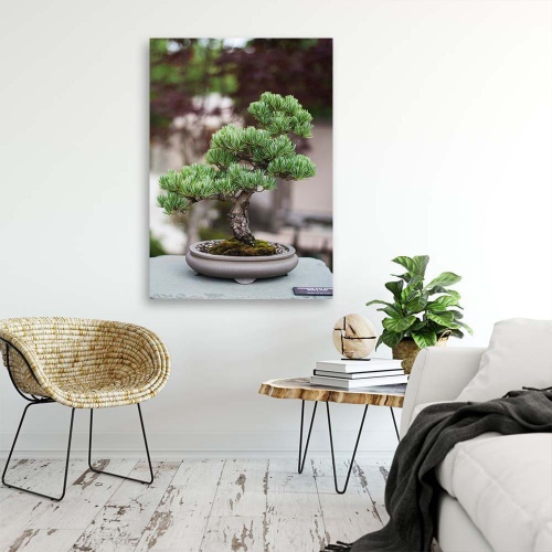 Obraz na plátně Bonsai strom Rostlina Příroda