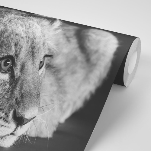 Fototapeta mláďa leva v čiernobielom