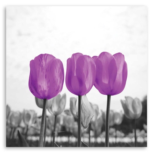 Obraz na plátně Tulipány Louka Příroda Květina Fialová