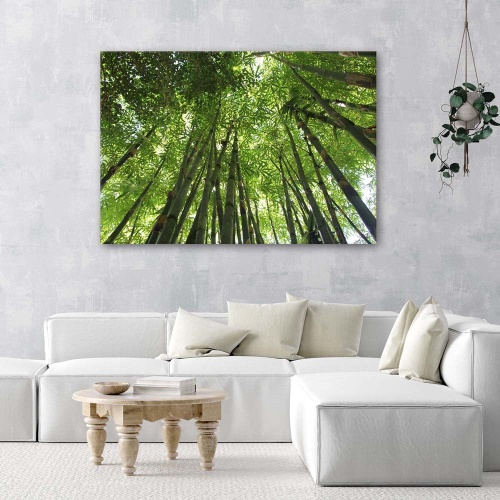 Obraz na plátně Bambusový les Natur