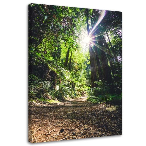 Obraz na plátně Džungle Les Příroda Zelená