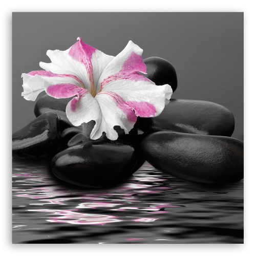 Obraz na plátně, Kameny růžové květ zen