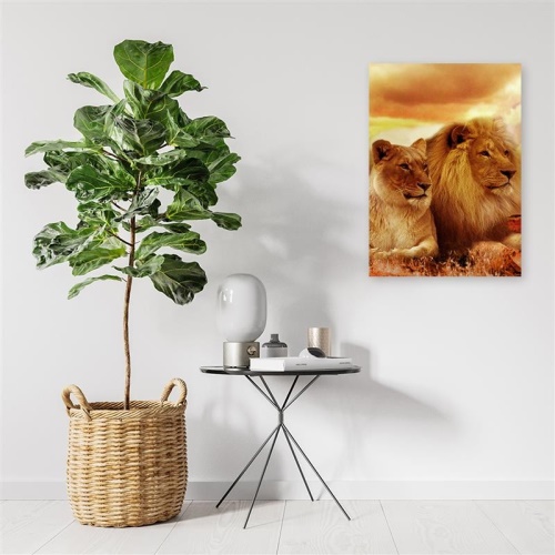 Obraz na plátně, Lvi Afrika Zvířata