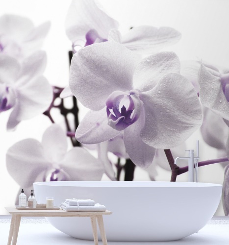 Fototapeta, Fialové okvětní lístky orchidejí