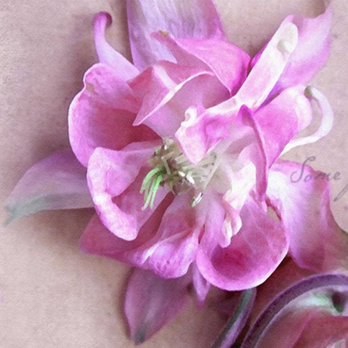 Ozdobný paraván Růžová orchidej