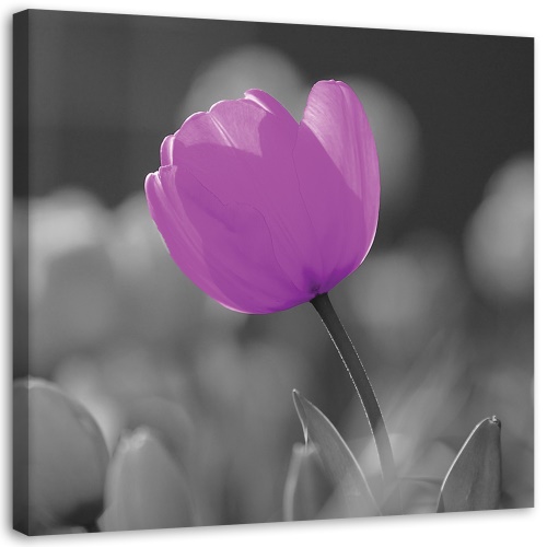 Obraz na plátně Tulipánový květ fialový