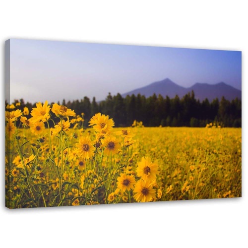 Obraz na plátně Louka se žlutými květy Hora