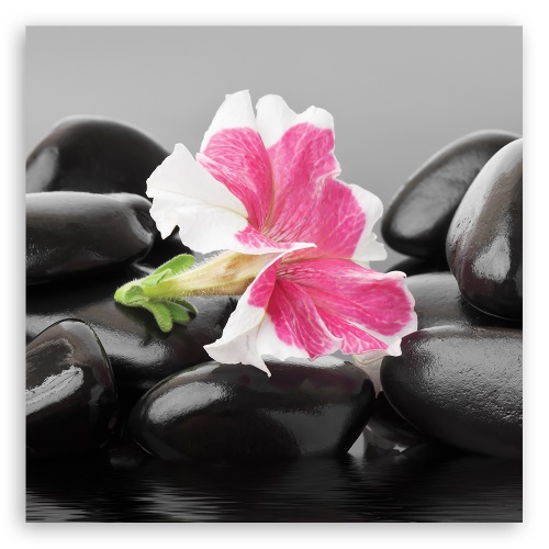 Obraz na plátně, Růžový květ na zenových kamenech