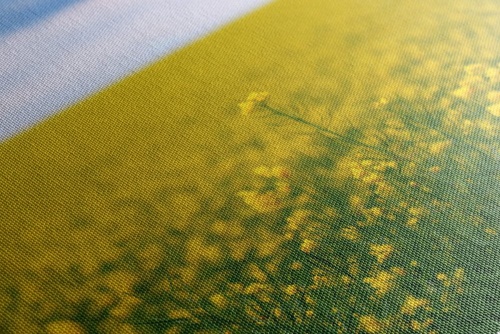 Obraz žlté pole