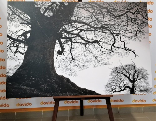 Obraz symbióza stromov v čiernobielom prevedení