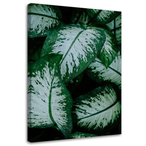 Obraz na plátně Zelené listy Přírodní rostlina