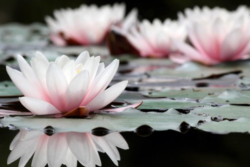 Obraz lotosový kvet