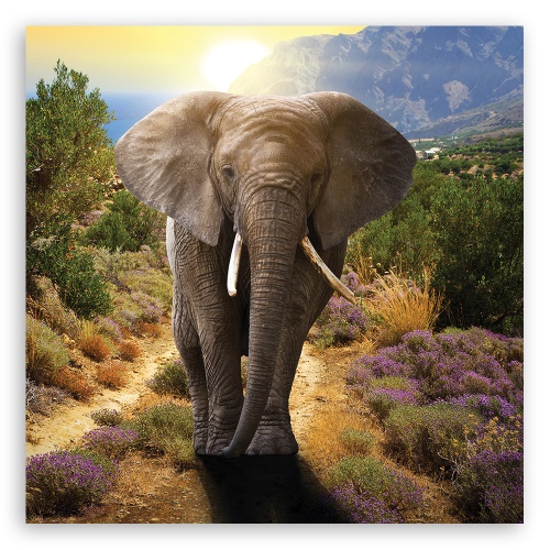 Obraz na plátně, Slon při západu slunce
