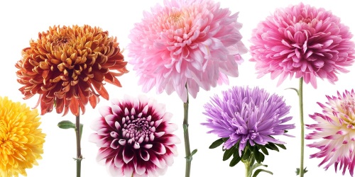 Obraz kvety dálie v rozmanitom dizajne