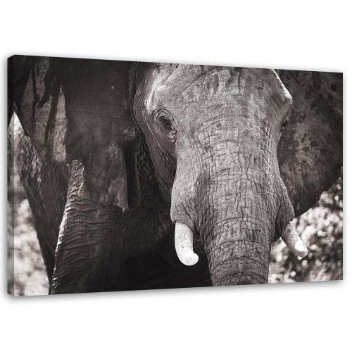 Obraz na plátně Slon Afrika černobílý