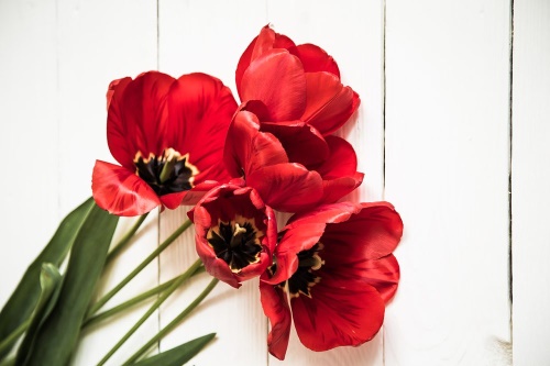 Fototapeta rozkvitnuté červené tulipány