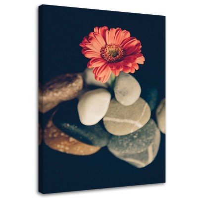 Obraz na plátně Květiny gerbery Zenové kameny - 60x90 cm