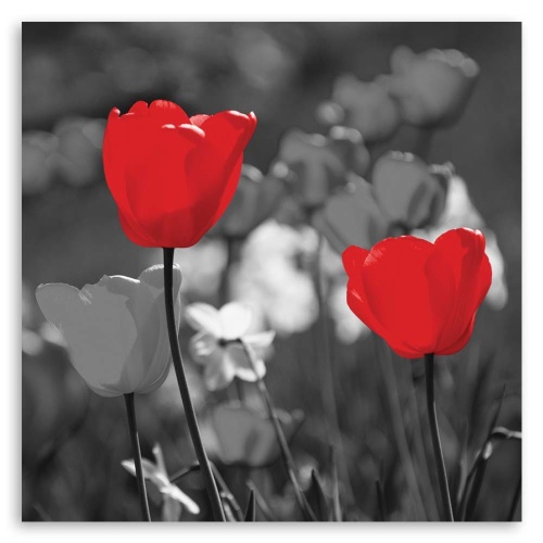 Obraz na plátně Červené květy Tulipány Příroda
