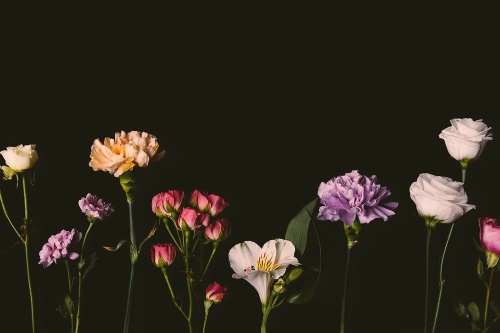 Samolepiaca fototapeta elegantné kvety na tmavom pozadí