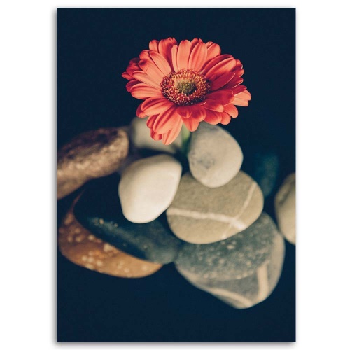 Obraz na plátně Květiny gerbery Zenové kameny