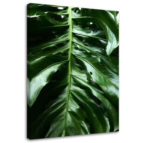 Obraz na plátně Monstera Leaf Nature Tropical