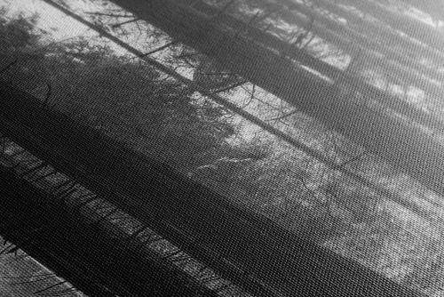 Obraz les zaliaty slnkom v čiernobielom prevedení