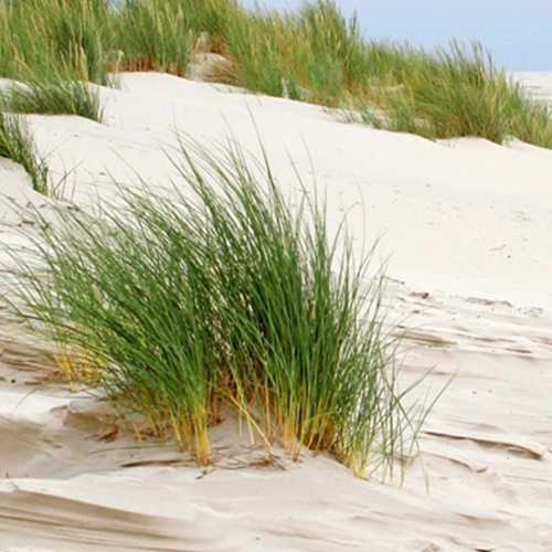 Ozdobný paraván Travnaté duny