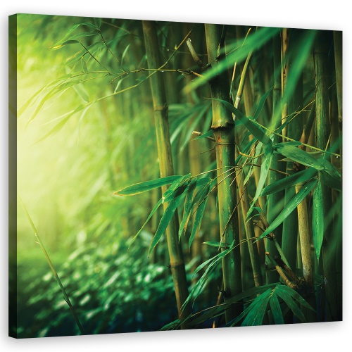 Obraz na plátně, Džungle bambus