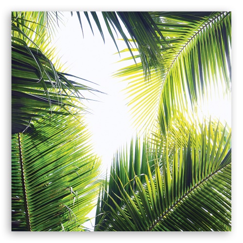 Obraz na plátně, palmové listy